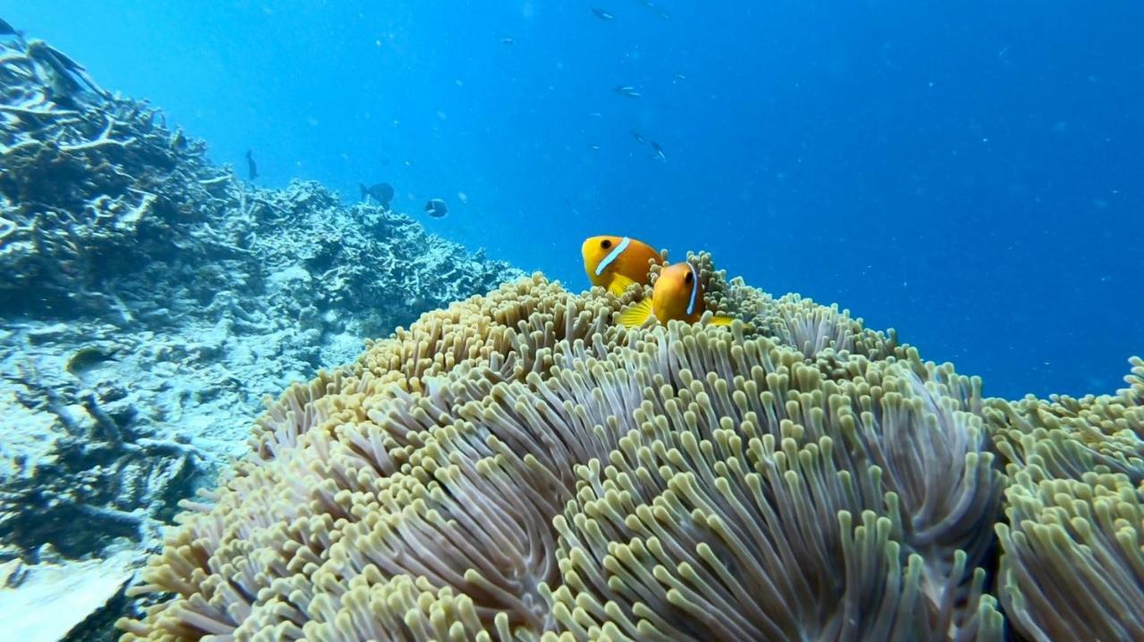 Villa Kudi Maldives Guest House Тулусду Экстерьер фото